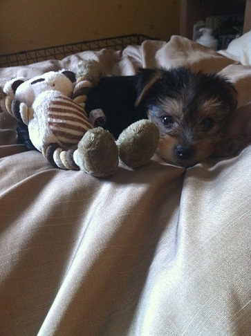 puppy