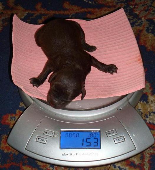 little fatty