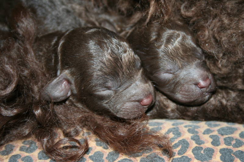 puppy