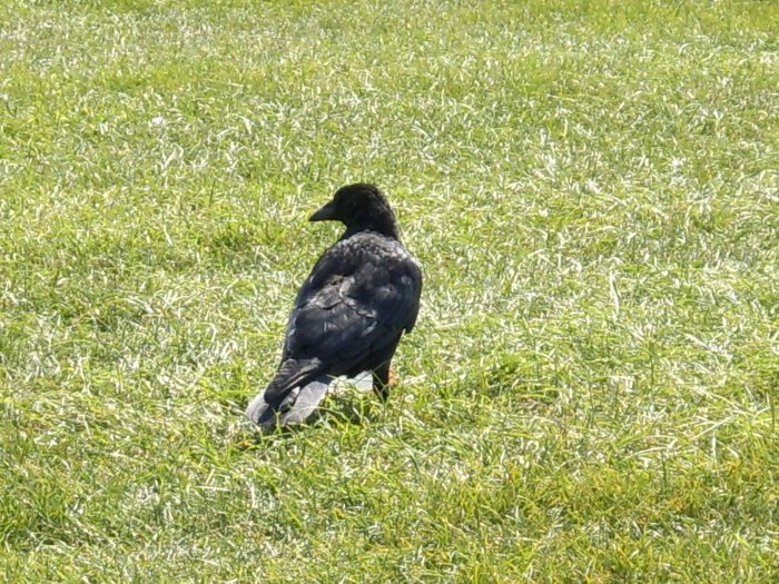 Fit bird...