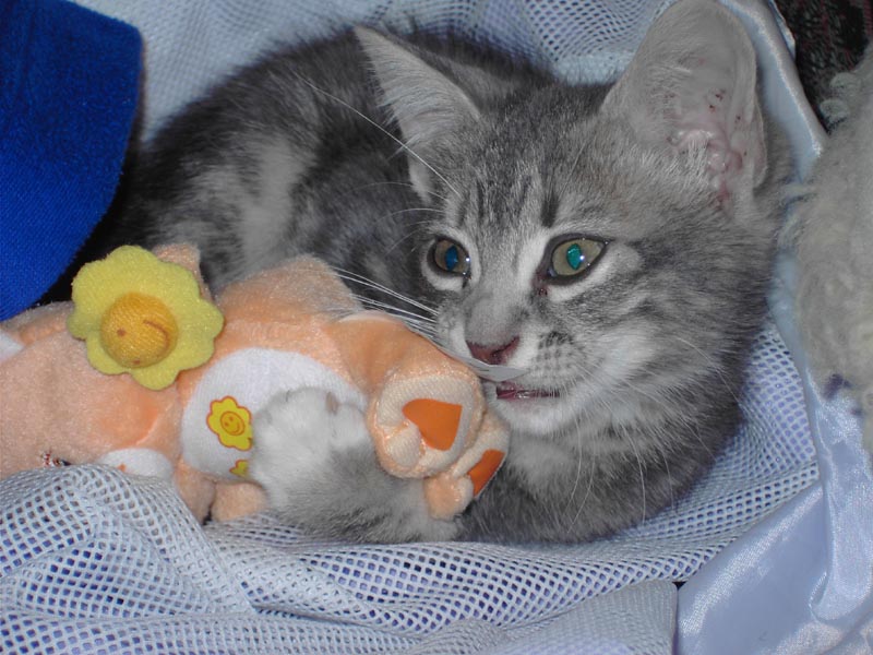 Kitten