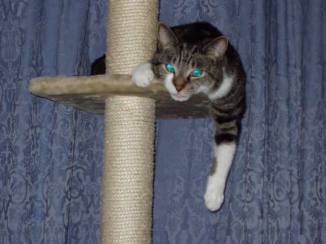 Dudley on his climbing post