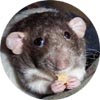 ratty