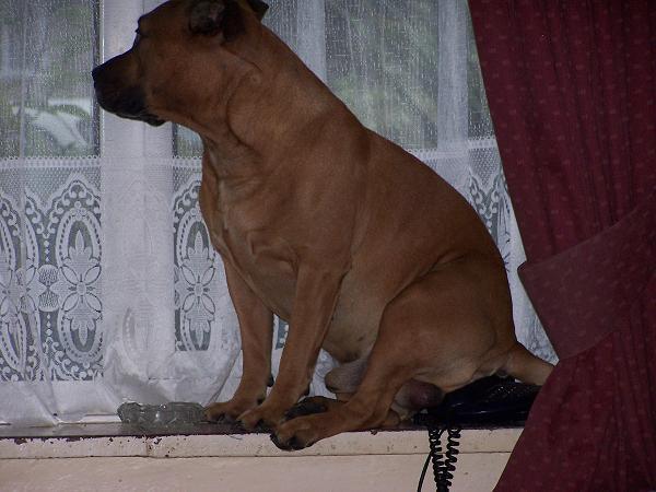 phone dog