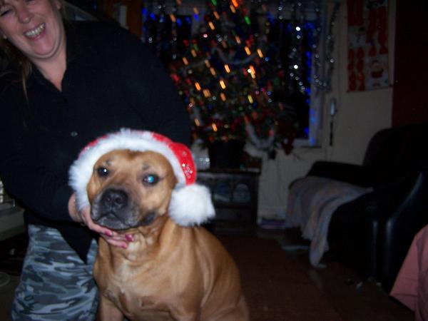 xmas dog!!