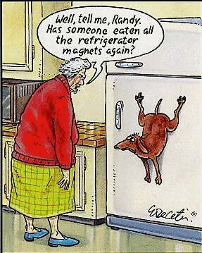 greedy dog
