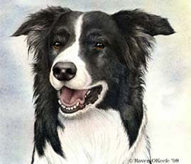 lovely dog