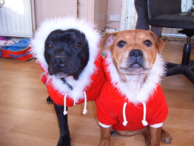 xmas dogs