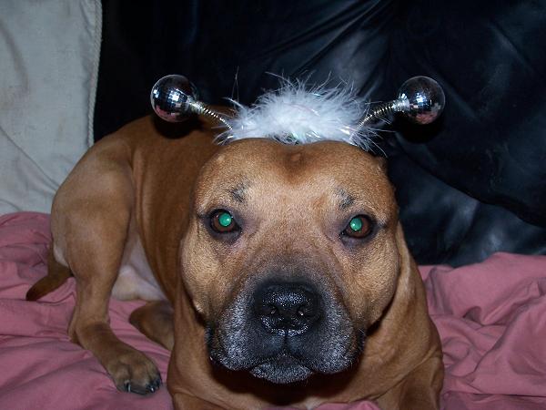 xmas dog