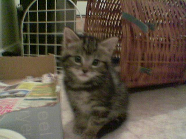 my pussy :) !