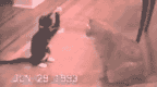 cats