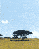 giraffe2