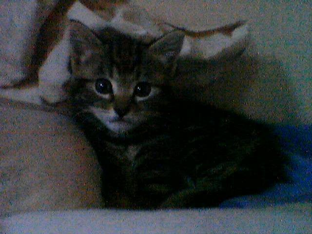 missy my cat