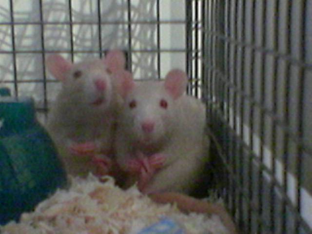nola-buffy nd akia
