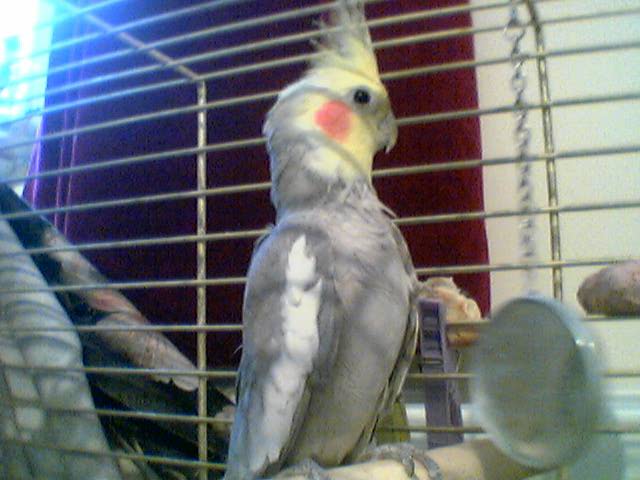 jessie