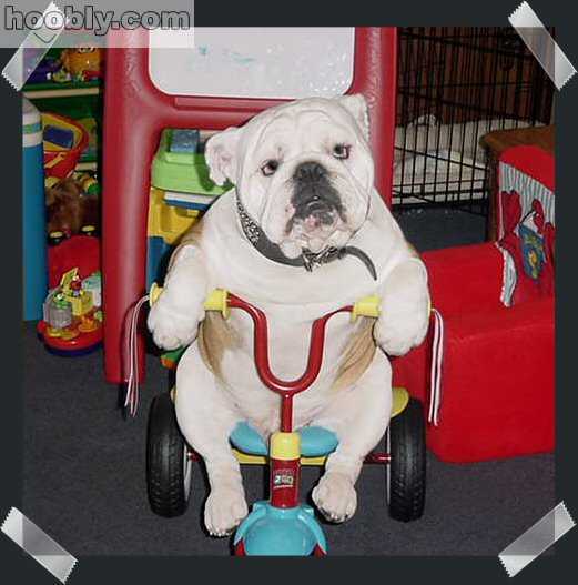 biker dog!!