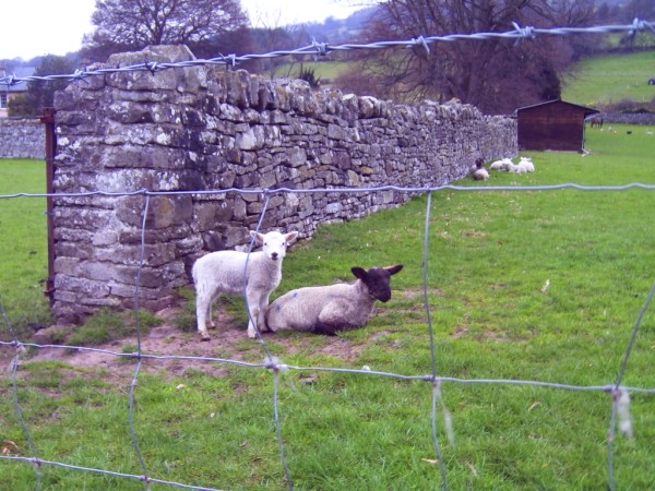 Looking a bit sheepish