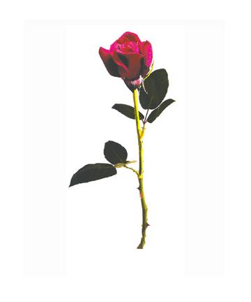 rose