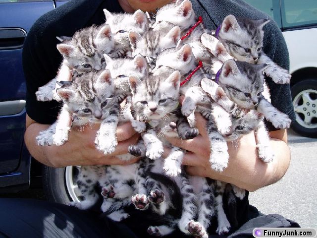 kittys