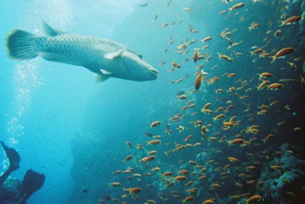 Red Sea pics