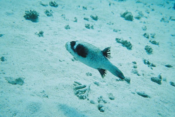 Red Sea