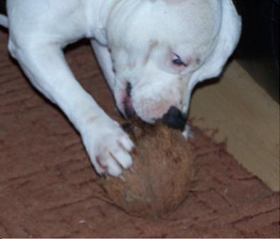 nutty george