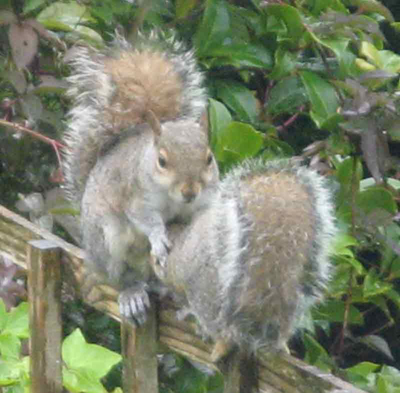 Squirrels
