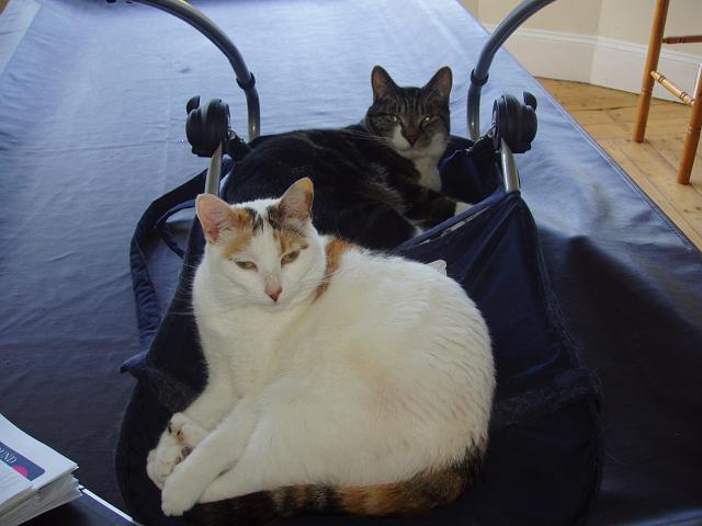 cats