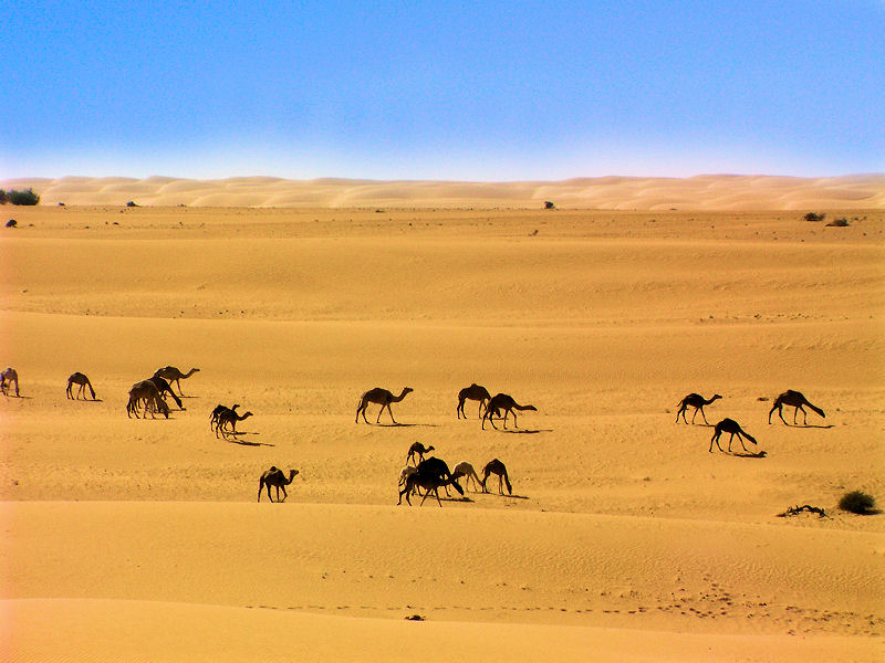 Camels