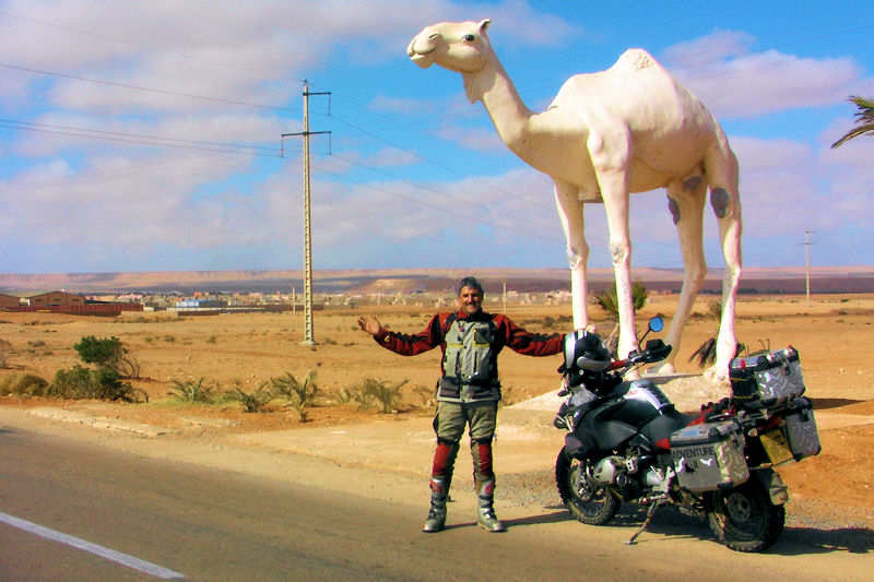 White camel on an Adventure White camel on an Adventure
