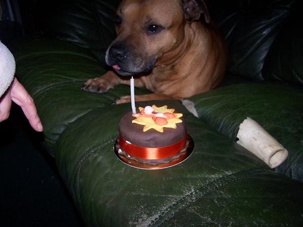 cake dog!!