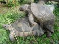 tortoise