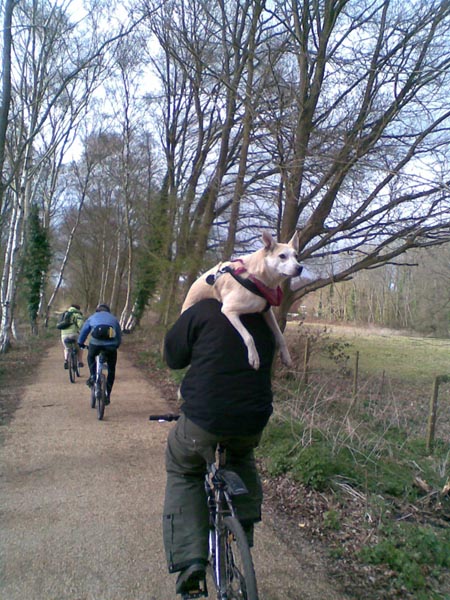 Dog tired