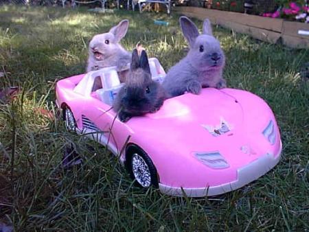 Bunnies Driving
