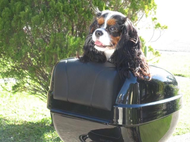 dogbox