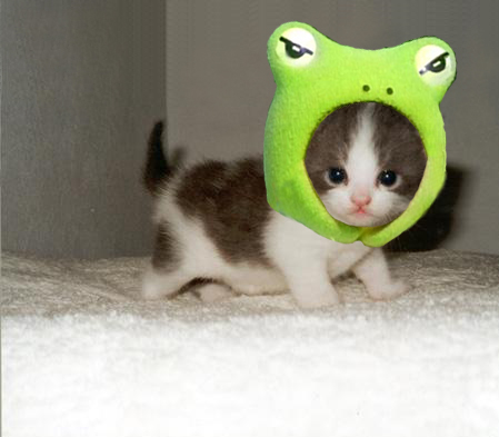 Kitty Kermit