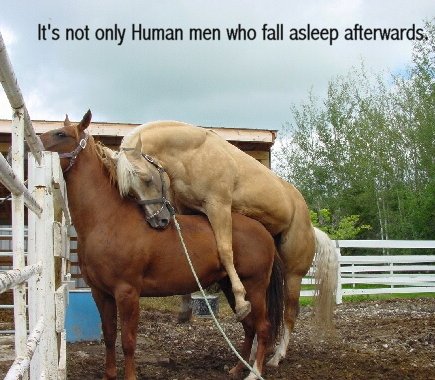 Horsing Around