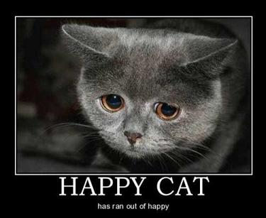 happy cat