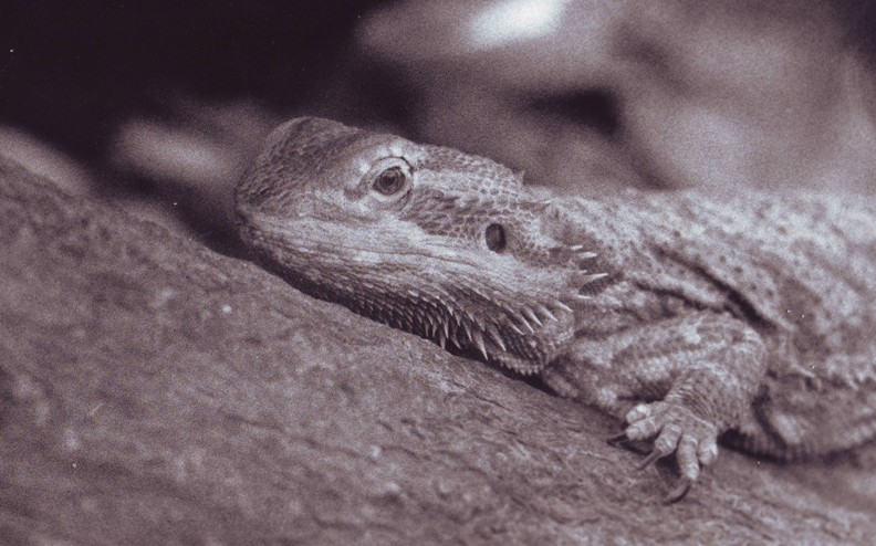 photography - lizard