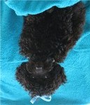 charlie upside down