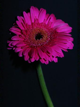 Flower 1