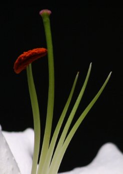 Pic 6