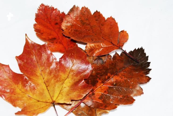 Autumn Pic
