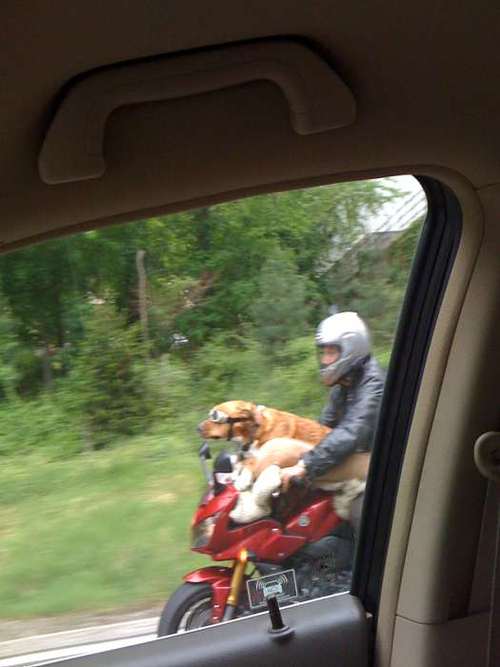woof