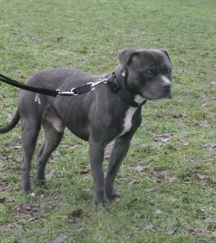Staffie