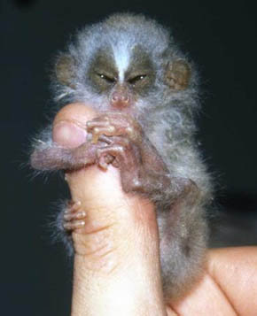 baby twiggy
