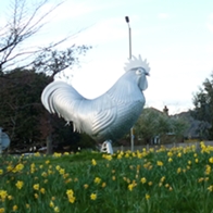 cock