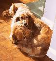 My dogs