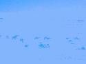 Camels we passed as we raced through the Sahara. Picture taken from the top of a sand dune.