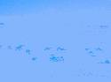 Camels we passed as we raced through the Sahara. Picture taken from the top of a sand dune.